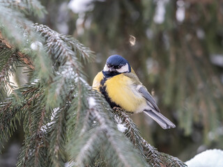 Cute bird Great tit, songbird sitting on the fir branch with snow in winter