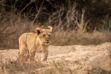 Young Lion cub walking towards the camera.