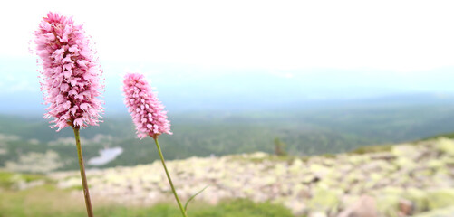 Pink wild flowers in Krkonose (Giant Mountains) in the Czech Republic, Bohemian Region. Snezne Jamy and glacial lakes in the distance.