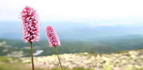 Pink wild flowers in Krkonose (Giant Mountains) in the Czech Republic, Bohemian Region. Snezne Jamy and glacial lakes in the distance.