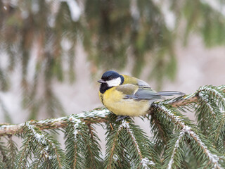 Cute bird Great tit, songbird sitting on the fir branch with snow in winter