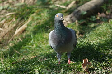 feral pigeon (Columba livia domestica) also known as city doves