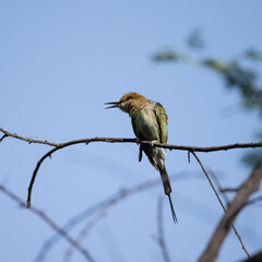 Bee-eater sitting in the sunlight