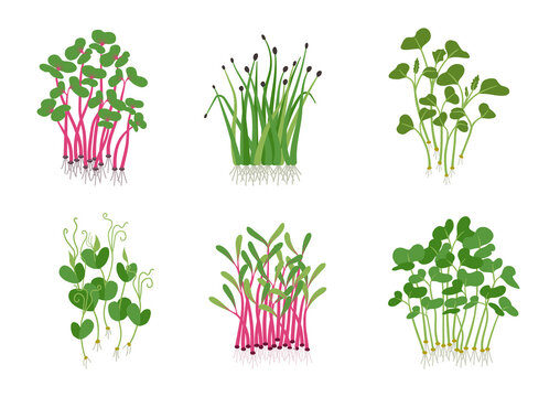 Set Of Different Sprouted Grains And Micro Greens Vector Flat Illustration. Collection Of Edible Plants For Healthy Nutrition Isolated On White. Ingredients With Green Leaves For Food