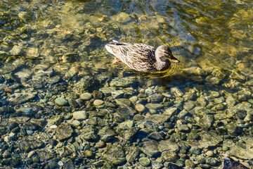 Duck In Shallow Creek 3