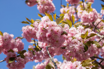 Sakura flowers during spring season in the park. Beautiful branches of pink japanese cherry blossoms on the tree under blue sky in sunny day. Flora pattern nature texture background.