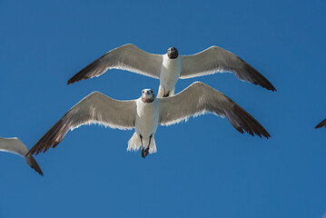 seagulls in flight