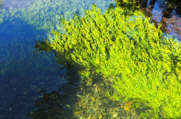 Algae floating in the Sorgue river, L’Isle sur la Sorgue, Vaucluse, Provence region, France