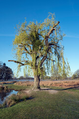 Pruned willow tree