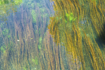 Algae floating in the Sorgue river, L’Isle sur la Sorgue, Vaucluse, Provence region, France