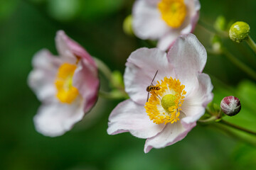 wilde blühende Christrosen (Nieswurz) im Spätsommer