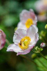 wilde bl&uuml;hende Christrosen (Nieswurz) im Sp&auml;tsommer