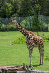 giraffe in the zoo