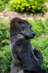 Gorilla side portrait
