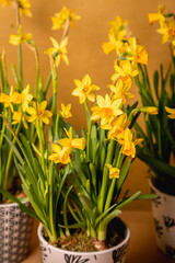 Bunch of potted, fresh, yellow Narcissus flowers