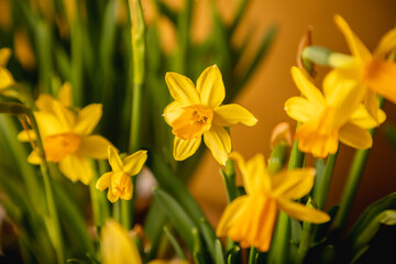 Fototapeta premium Bunch of potted, fresh, yellow Narcissus flowers
