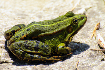 edible frog or green frog or Common water european frog