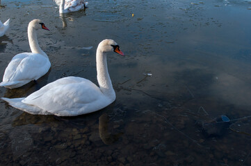 white swan paws on the ice reflecting