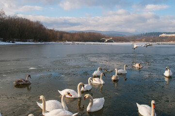 white swan paws on the ice reflecting
