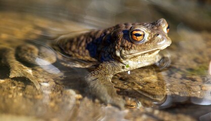 Common or European toad brown colored in latin bufo bufo
