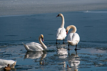 white swan paws on the ice reflecting