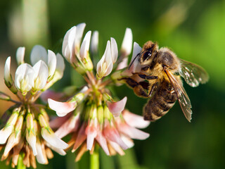 bee or honeybee on white clover flower