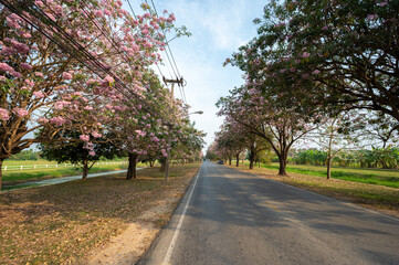 Beautiful pink trumpet tree tabebuia rosea in full spring flower blooming with a park bench under it just romantic background scene at Kamphaeng Saen, Nakhon Pathom province, Thailand.