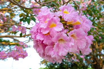 Closed-up beautiful pink trumpet tree or tabebuia rosea in full spring flower blooming at Kamphaeng...