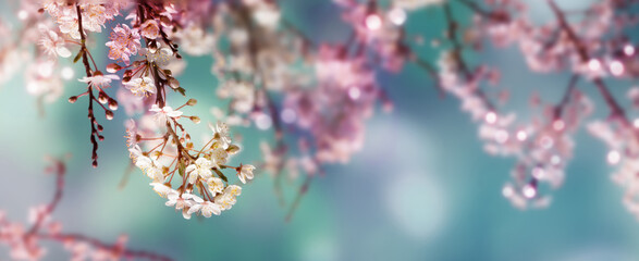 sunshine on beautiful cherry blossom on abstract blurred spring background banner in vibrant colors, floral springtime background concept with copy space