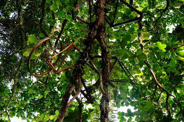 A surreal sight of painted vintage retro bicycles high in the tree canopy of forest on a remote tropical island