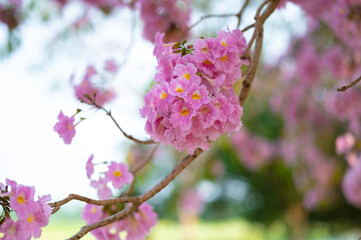 Closed-up beautiful pink trumpet tree or tabebuia rosea in full spring flower blooming at Kamphaeng Saen, Nakhon Pathom province, Thailand. sensitive focus.