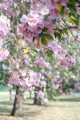Beautiful pink trumpet tree tabebuia rosea in full spring flower blooming with a park bench under it just romantic background scene at Kamphaeng Saen, Nakhon Pathom province, Thailand.