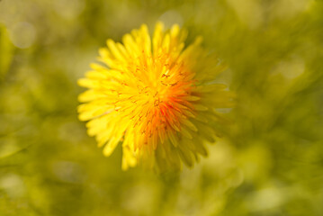 yellow dandelion flower in spring