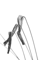 Leaves of the Plant Calathea Setosa as a Fine Art Concept