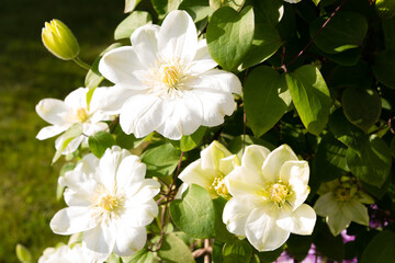 Clematis Guernsey Cream - clematis blooming - beautiful white flowers