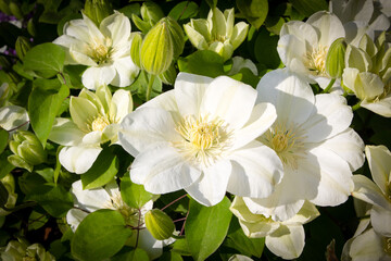 Clematis Guernsey Cream - clematis blooming - beautiful white flowers - obrazy, fototapety, plakaty