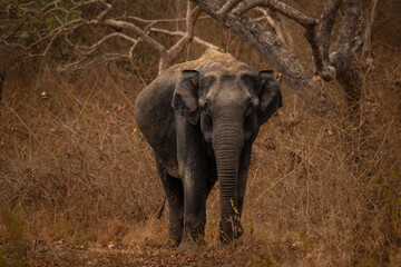 Bandipur is one of the best places to spot elephants in their natural habitat. We had the opportunity to spot multiple herds, that too with calves. Here is a female elephants that entertained us