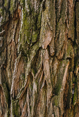 Background, texture of acacia bark, spruce close-up.