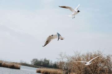 Beautiful seagulls, birds fly in the sky over the sea, ocean.