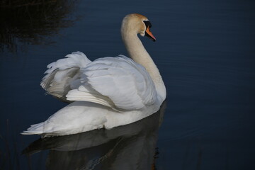Obraz premium swan on the lake