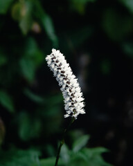 Persicaria Bistorta