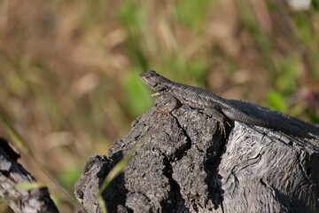 lizard on a log