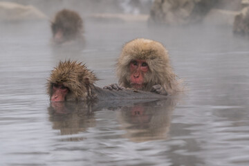 Naklejka premium The Japanese macaque (Macaca fuscata)