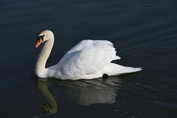 swan on the water 2