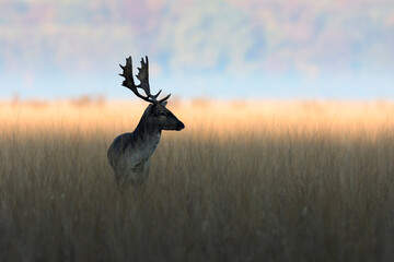 A fallow deer male during the rutting season in the autumn in a beautiful fall forest.