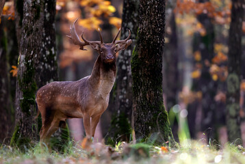 A fallow deer male during the rutting season in the autumn in a beautiful fall forest.