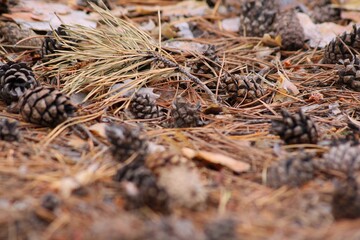 pine cones on the ground