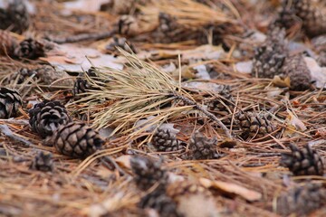 close up of pine cones