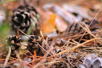 ants on the grass