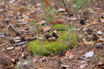 a lizard in the grass